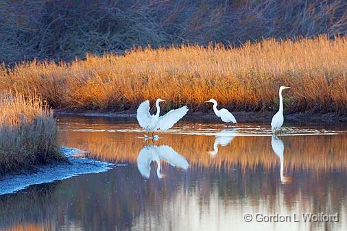 Egret Convention_35806.jpg - Great Egrets (Ardea alba) photographed along the Gulf coast near Port Lavaca, Texas, USA. 